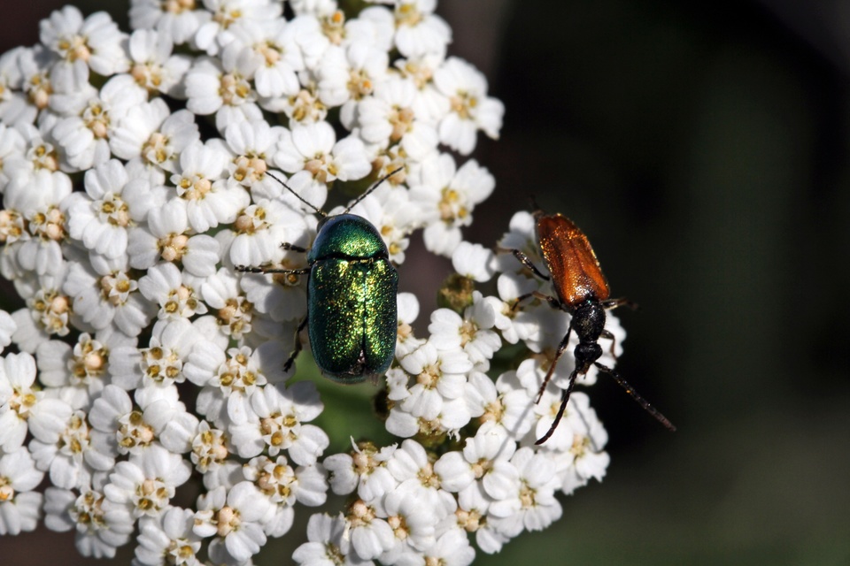 Cryptocephalus