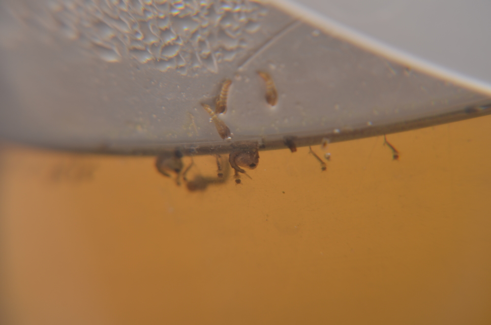 Culicidae - csípőszúnyogok