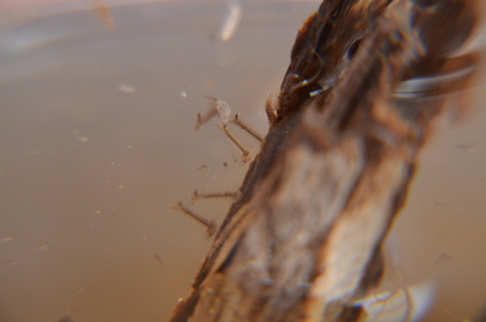Culicidae - csípőszúnyogok