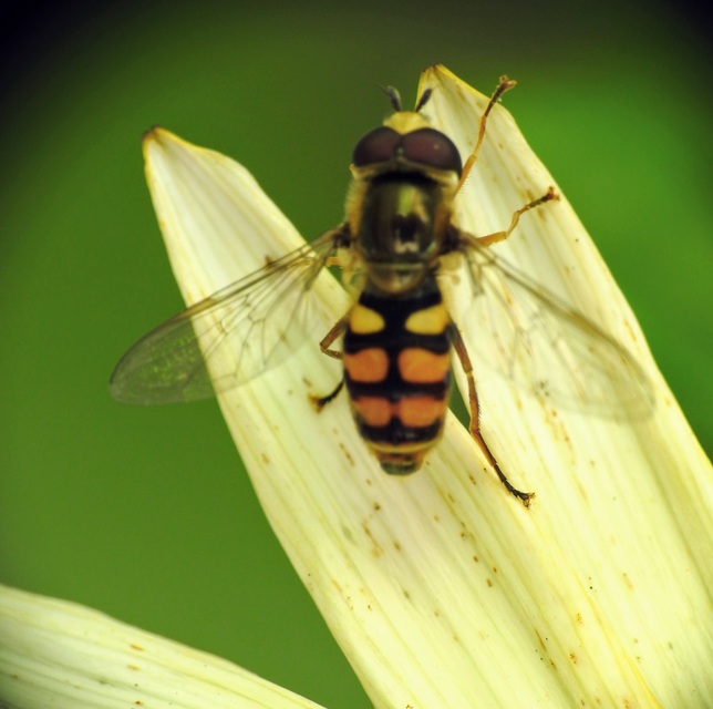 Syrphidae - zengőlegyek