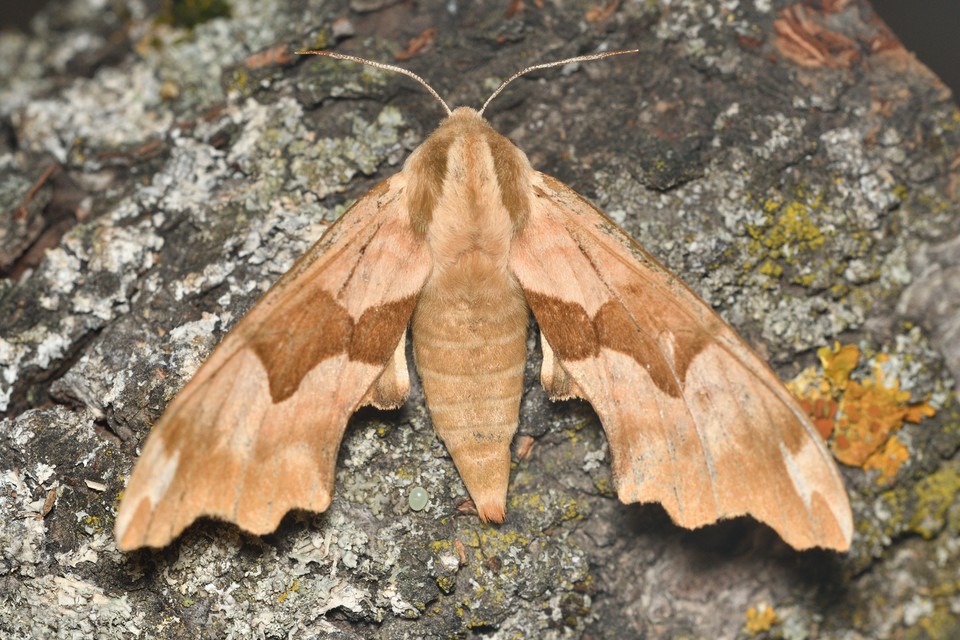 Mimas tiliae - hársfaszender