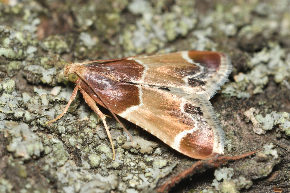 Pyralis farinalis - lisztilonca