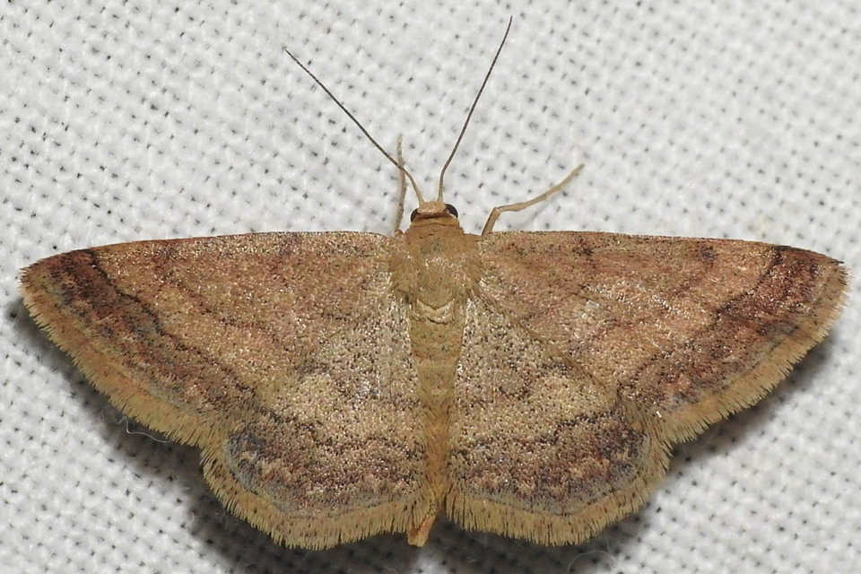 Scopula rubiginata - réti pirosaraszoló