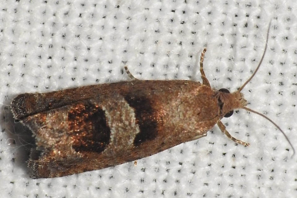 Epiblema junctana - turjáni tükrösmoly