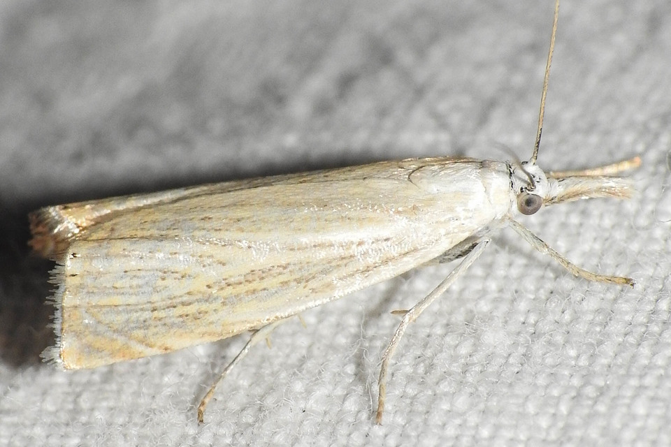 Chrysoteuchia culmella - kerti fűgyökérmoly