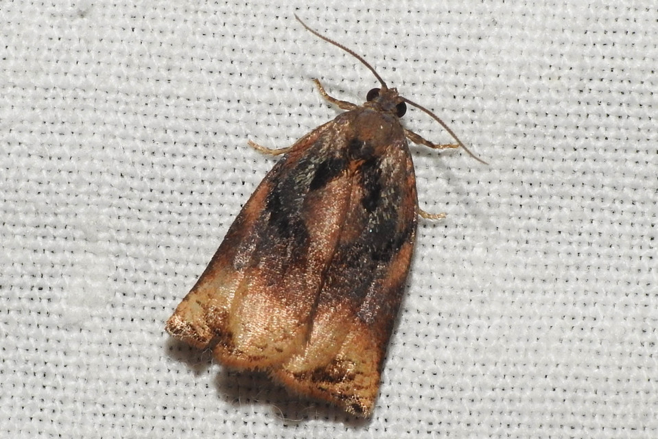 Archips