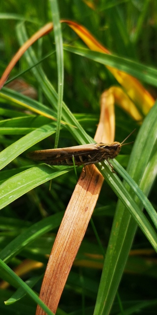Chorthippus (Glyptobothrus) (subgenus)