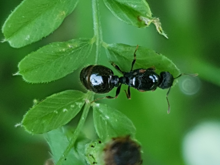 Tetramorium