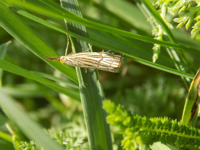 Chrysocramboides craterella - rácsos fűgyökérmoly