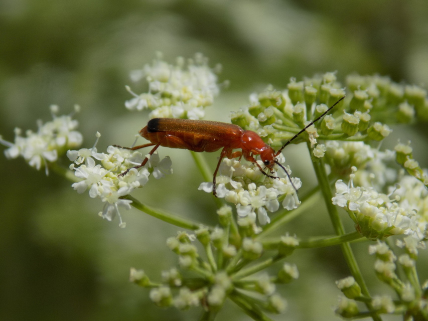 Rhagonycha fulva - feketevégű lágybogár