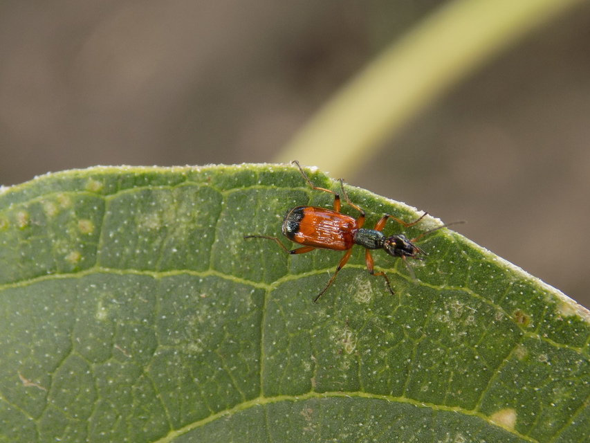 Odacantha melanura - ingoványfutó