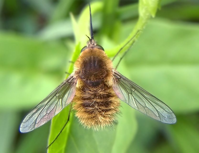 Systoechus ctenopterus