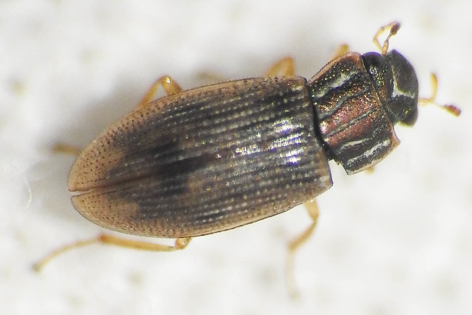 Helophoridae - vésettcsiborfélék