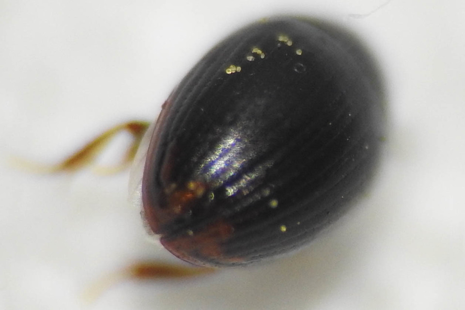 Cercyon Cercyon