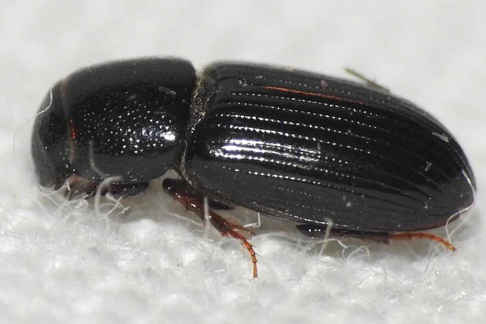 Aphodius kraatzi - karcsú trágyabogár