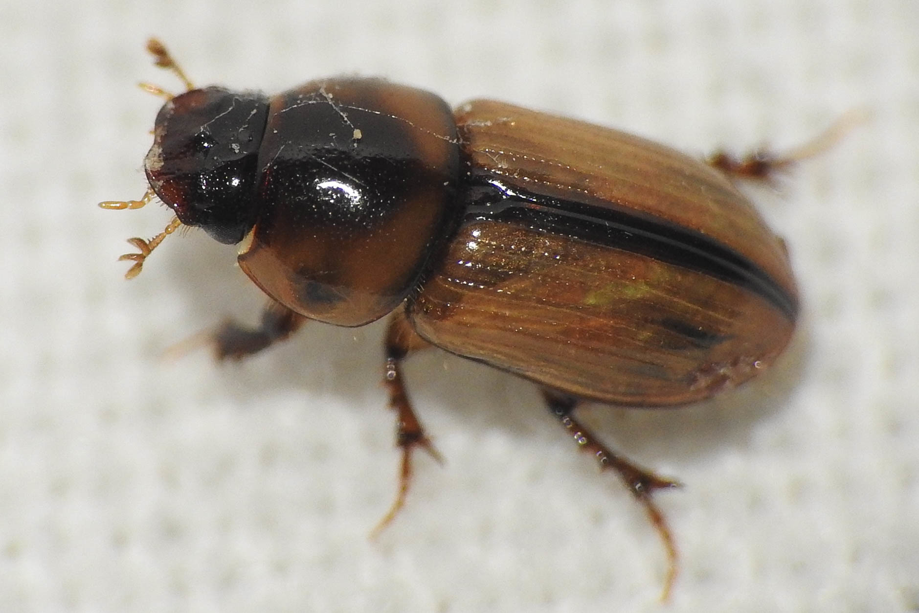 Aphodius lividus - turjáni trágyabogár