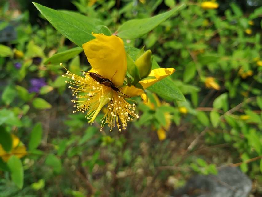 Forficula auricularia - közönséges fülbemászó