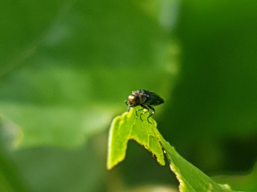 Agrilus pratensis - kétszínű karcsúdíszbogár