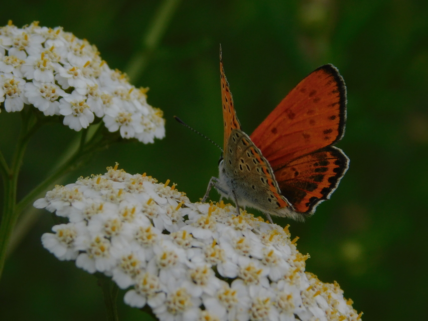 Lycaena thersamon - kis tűzlepke