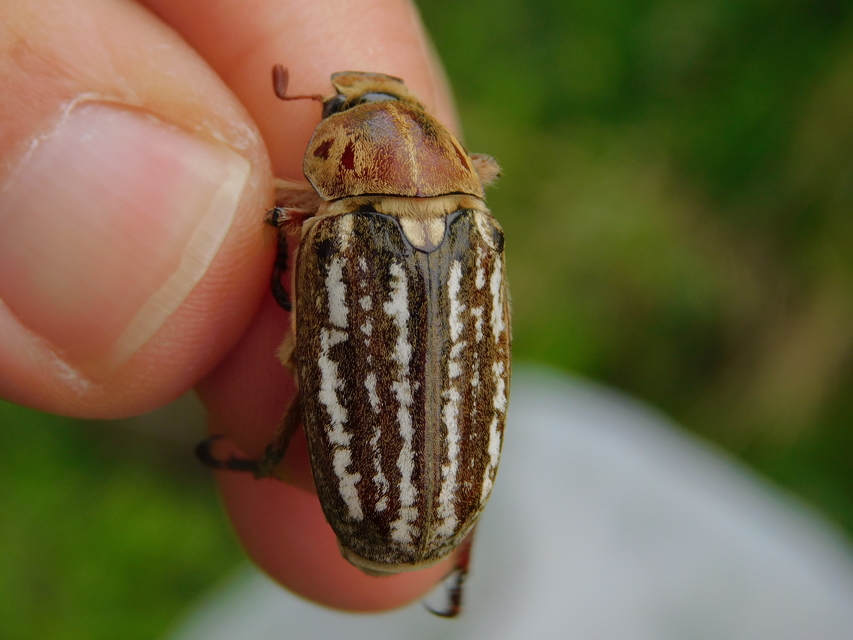 Anoxia orientalis - keleti cserebogár