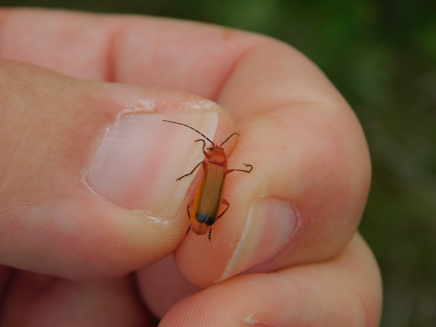 Rhagonycha fulva - feketevégű lágybogár