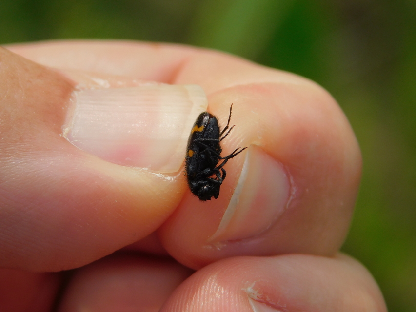 Mylabris variabilis - szalagos hólyaghúzó Mylabris variabilis - szalagos hólyaghúzó