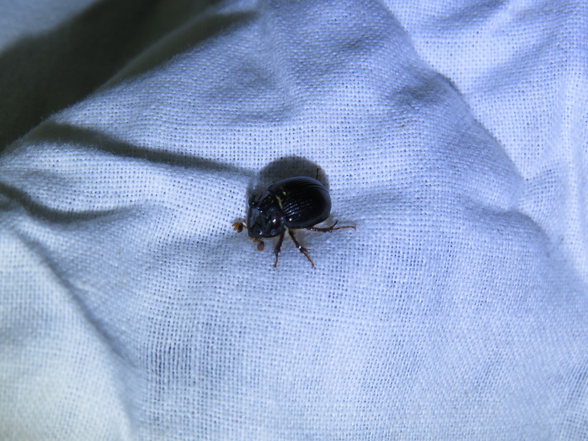 Odonteus armiger - mozgószarvú álganéjtúró