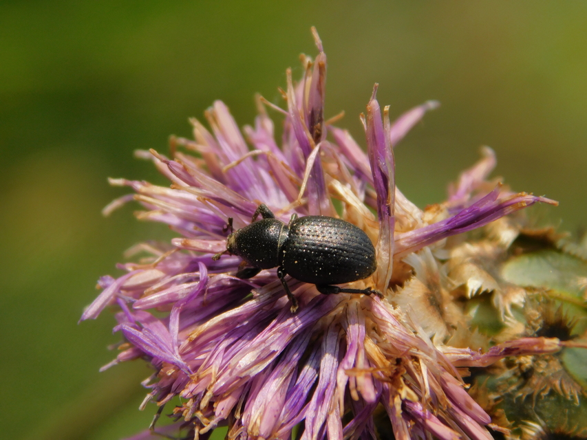 Psallidium maxillosum - fekete barkó