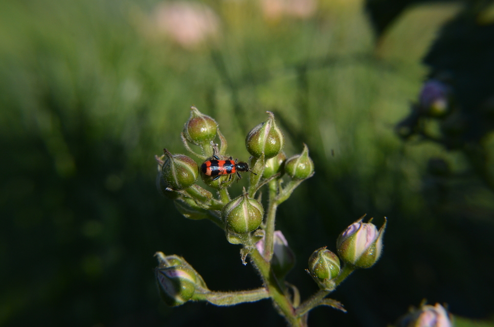 Trichodes apiarius - szalagos méhészbogár