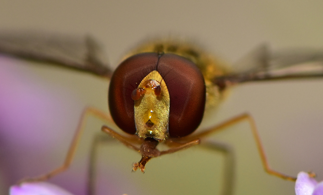 Episyrphus balteatus - ékfoltos zengőlégy