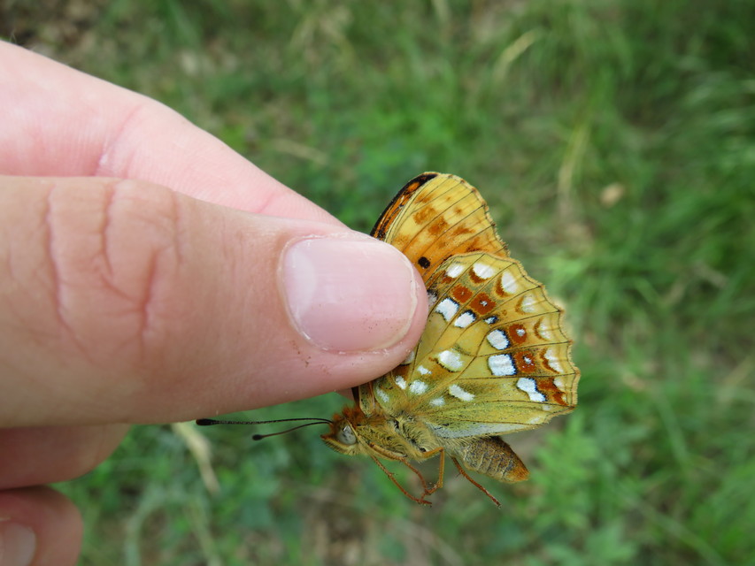 Argynnis adippe - ezüstös gyöngyházlepke