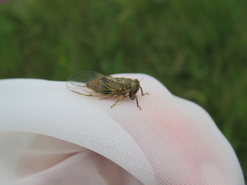 Cicadetta montana