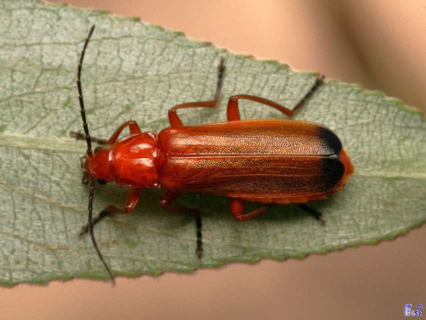 Rhagonycha fulva - feketevégű lágybogár
