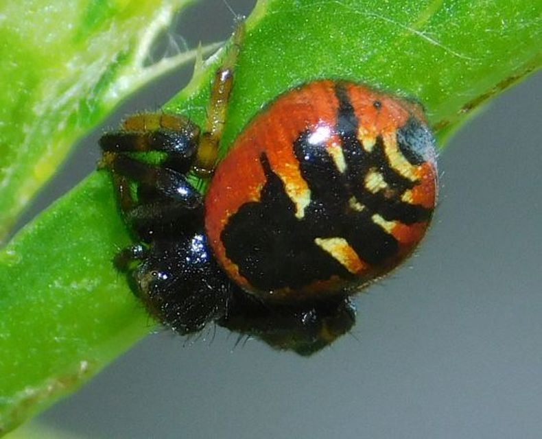 Synema globosum/ornatum