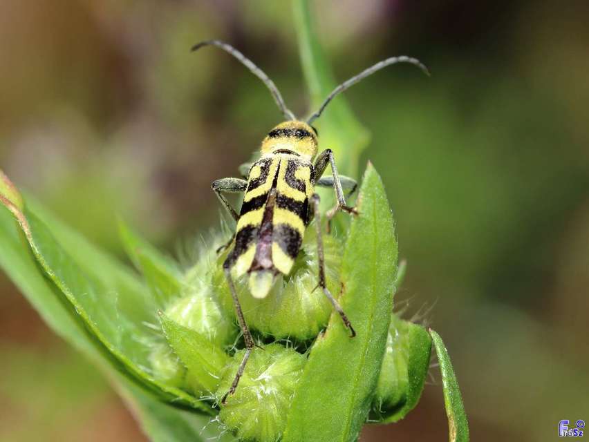 Chlorophorus varius - díszes darázscincér