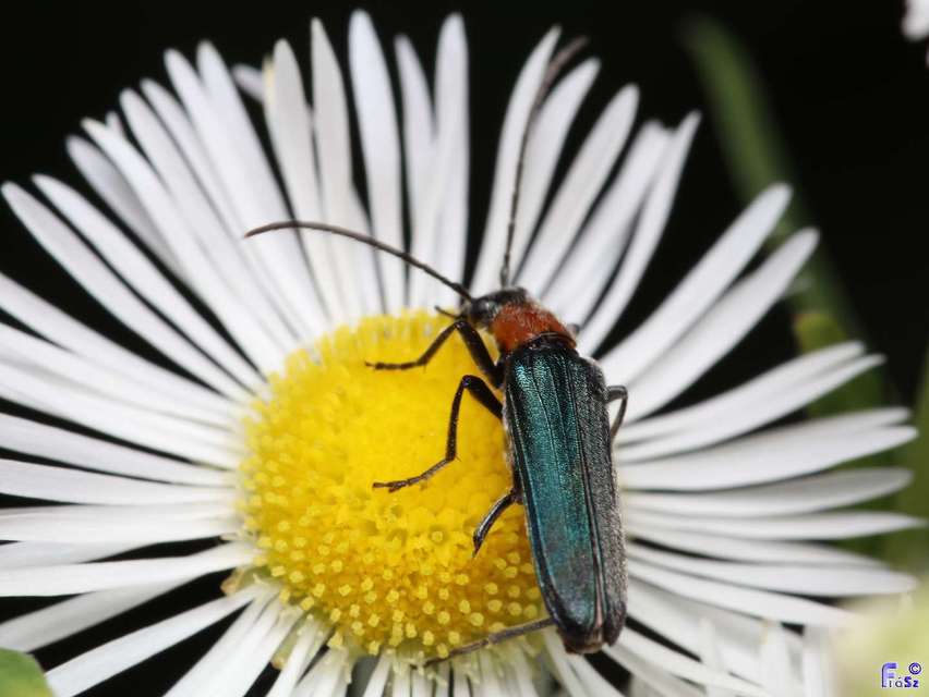 Ischnomera sanguinicollis - vörösnyakú álcincér