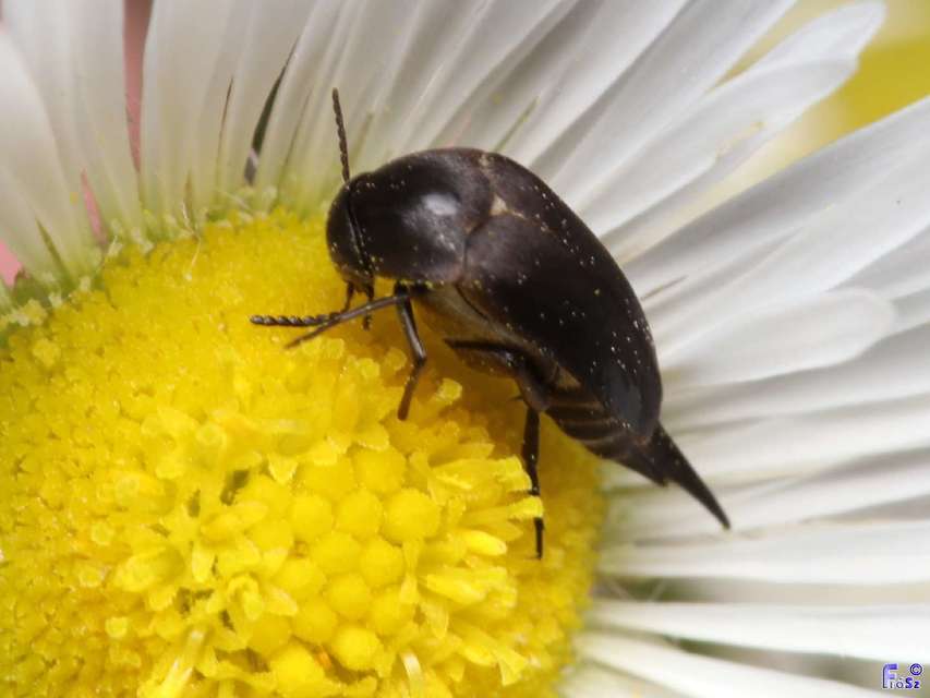 Mordellidae - marókafélék
