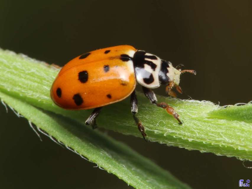 Hippodamia variegata - tizenhárompettyes katica