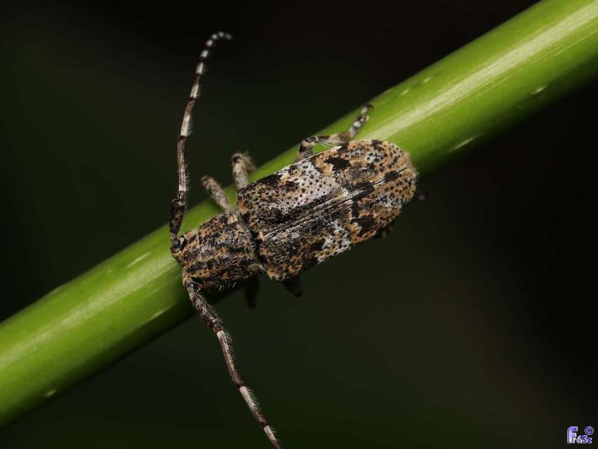 Mesosa nebulosa - ködfoltos cincér