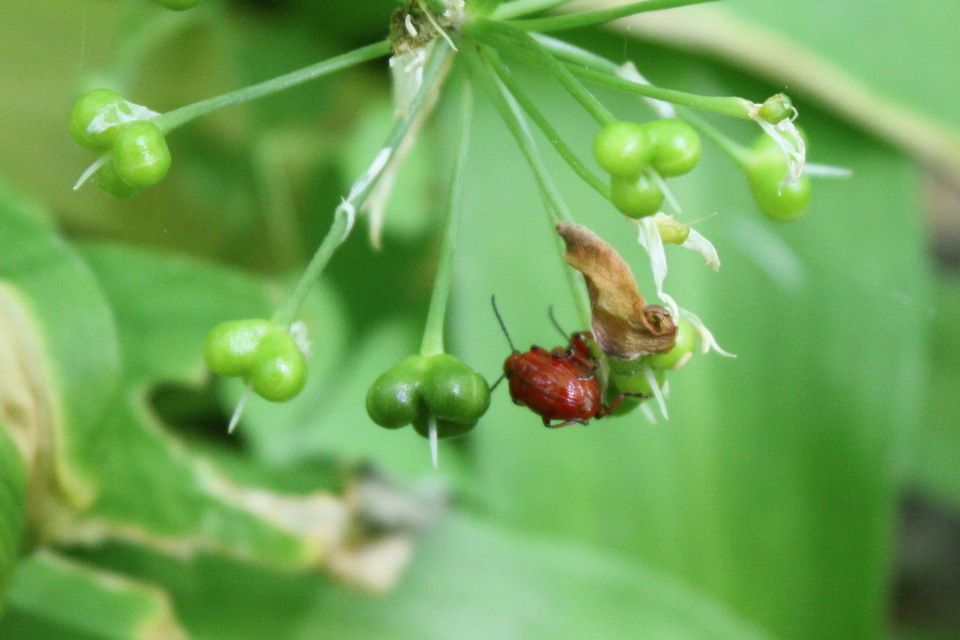 Lilioceris merdigera - hagymabogár Lilioceris merdigera - hagymabogár