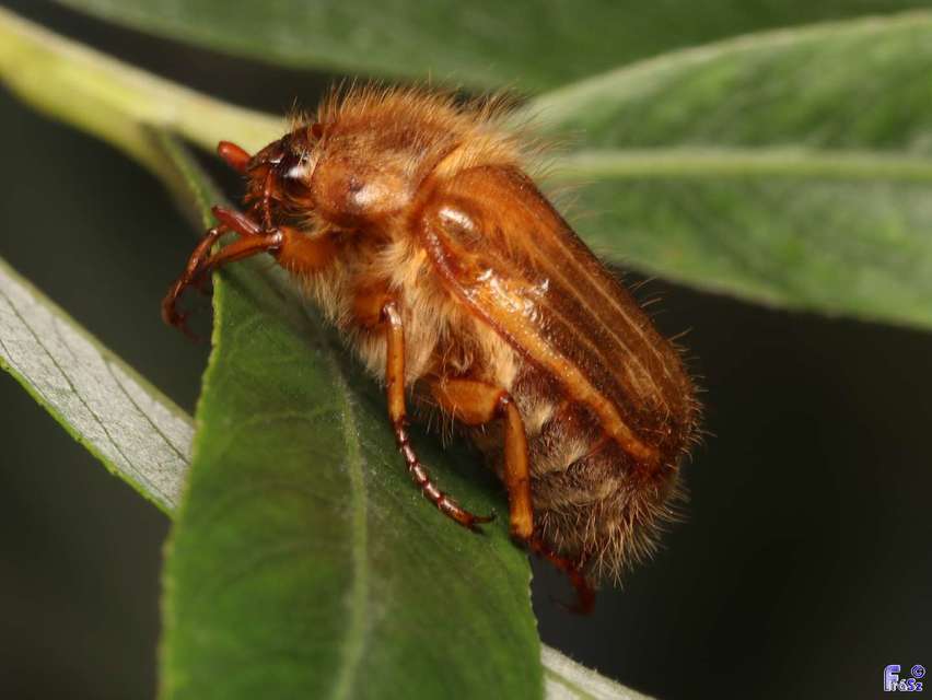 Amphimallon solstitiale - bordás sárgacserebogár