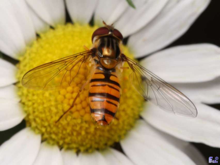 Episyrphus balteatus - ékfoltos zengőlégy