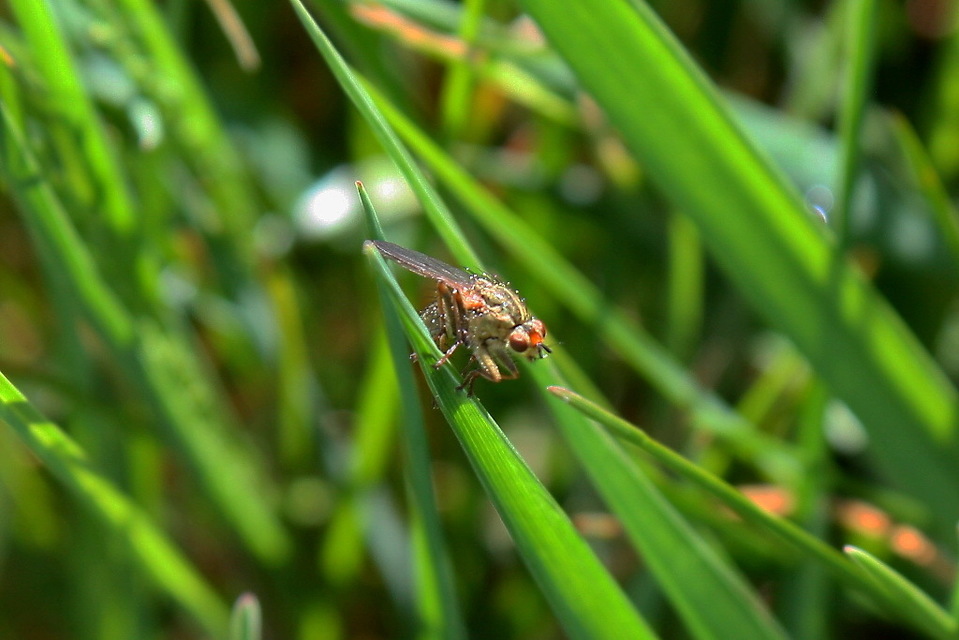 Scathophaga stercoraria - közönséges trágyalégy