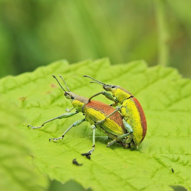 Chlorophanus flavescens - nagy zöldormányos
