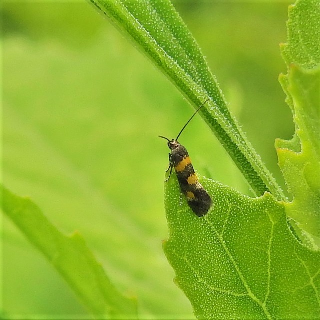 Chrysoesthia sexguttella - aranyfoltos sarlósmoly