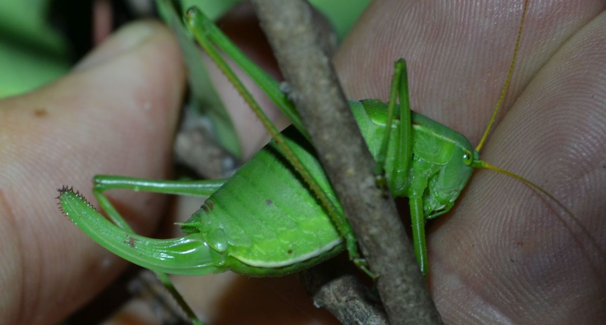 Isophya costata - magyar tarsza