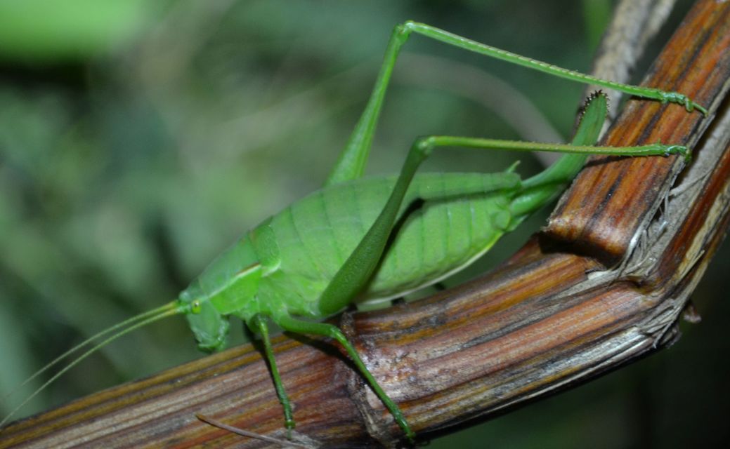 Isophya costata - magyar tarsza