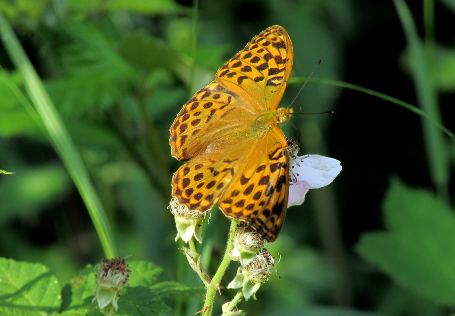 Argynnis paphia - nagy gyöngyházlepke