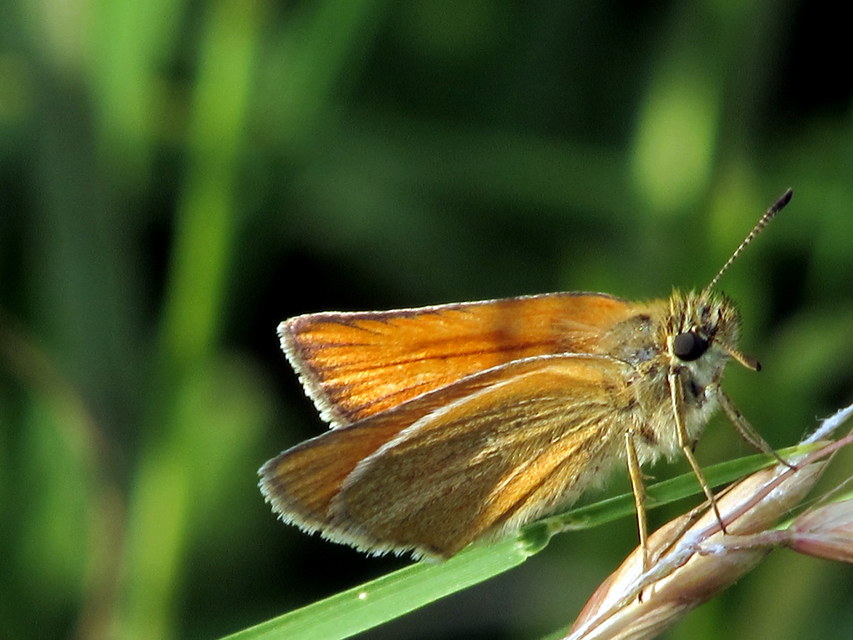 Thymelicus lineola - vonalas busalepke