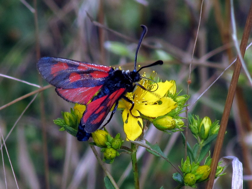 Zygaena loti - közönséges csüngőlepke